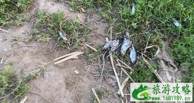 沙河水库让钓鱼吗 沙河水库让钓鱼吗