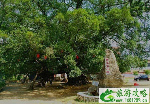 平乐古镇游玩攻略2020最新 平乐古镇游玩攻略2020最新