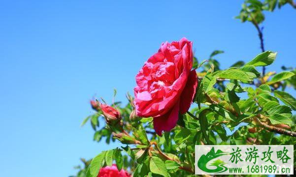北京门头沟金顶妙峰山玫瑰园攻略 北京门头沟金顶妙峰山玫瑰园攻略