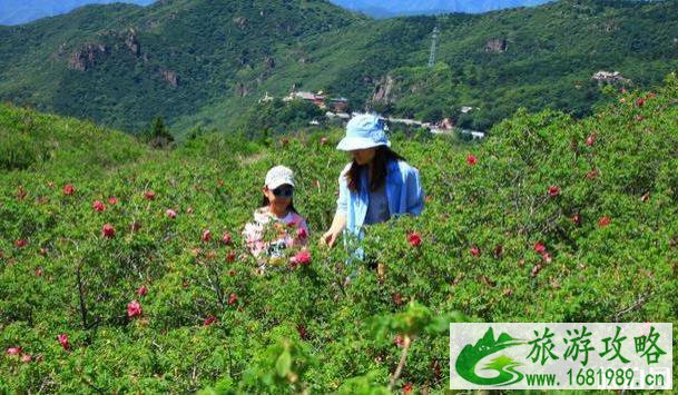 北京门头沟金顶妙峰山玫瑰园攻略 北京门头沟金顶妙峰山玫瑰园攻略