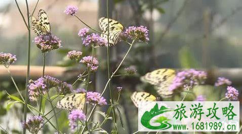 普者黑蝴蝶谷游记2020 普者黑蝴蝶谷游记2020