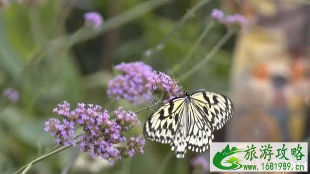 普者黑蝴蝶谷游记2020 普者黑蝴蝶谷游记2020