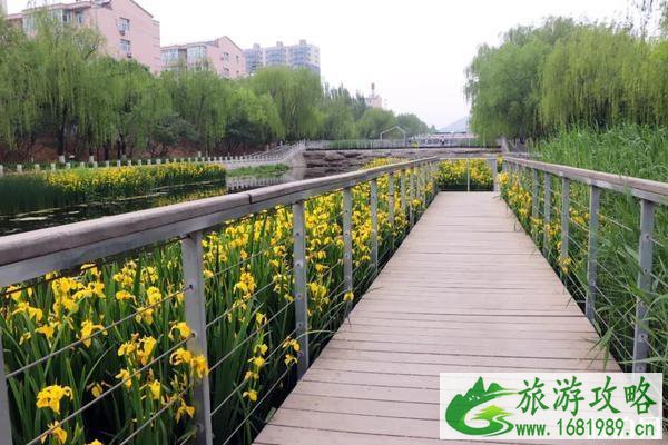 张家口市滨河公园黄菖蒲观赏指南 张家口市滨河公园黄菖蒲观赏指南