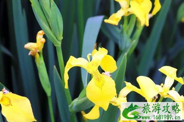 张家口市滨河公园黄菖蒲观赏指南 张家口市滨河公园黄菖蒲观赏指南