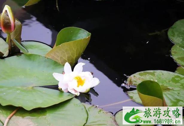 张家口市滨河公园黄菖蒲观赏指南 张家口市滨河公园黄菖蒲观赏指南