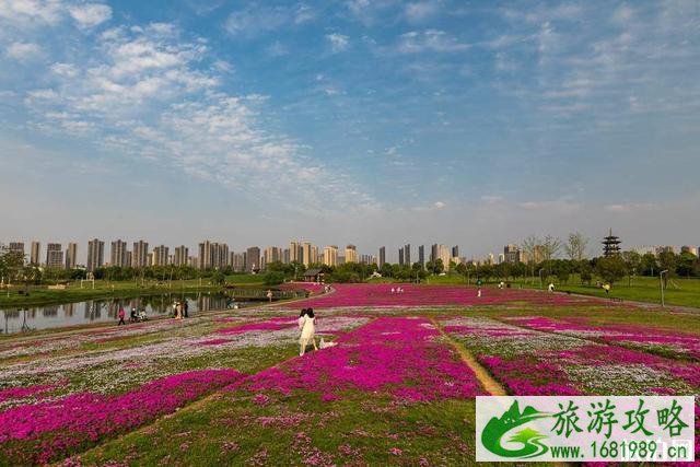 洋湖体育公园芝樱花盛开图片