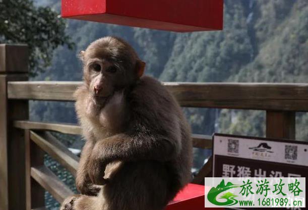 瓦屋山旅游攻略一天 瓦屋山旅游攻略一天