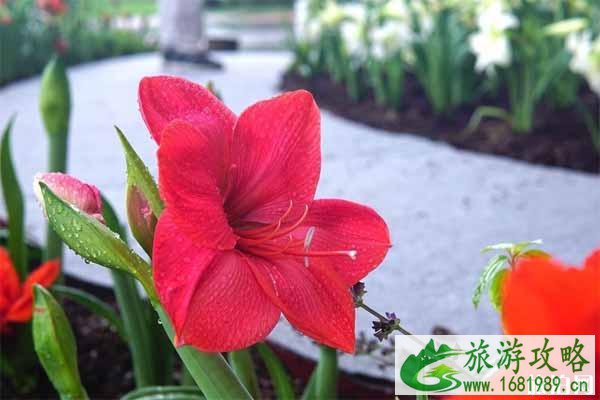 2020华南植物园朱顶红花展时间和门票和活动介绍