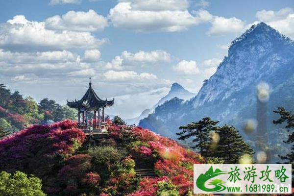 2020年麻城龟山杜鹃花什么时候开 2020年麻城龟山杜鹃花什么时候开