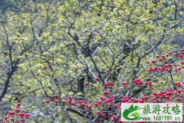 2020金寨马鬃岭杜鹃花什么时候开 金寨马鬃岭旅游攻略