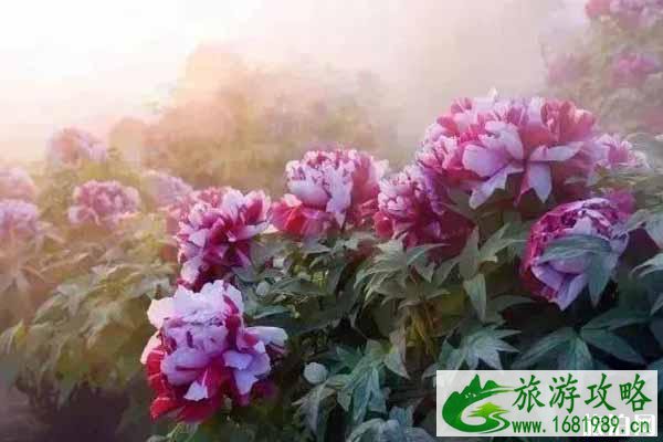 2020年东阿牡丹节门票多少钱和在哪里举办和时间