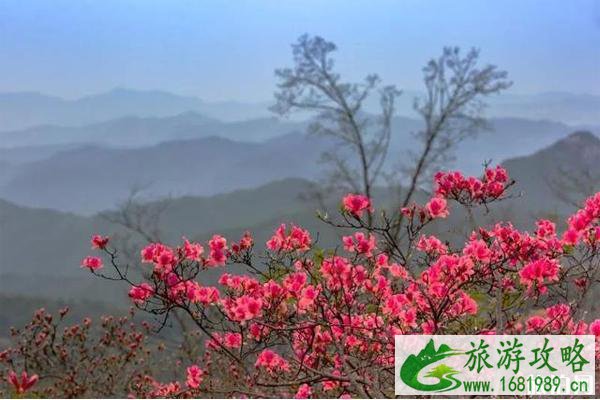 2020黄狮寨杜鹃花什么时候开 黄狮寨杜鹃花观赏攻略