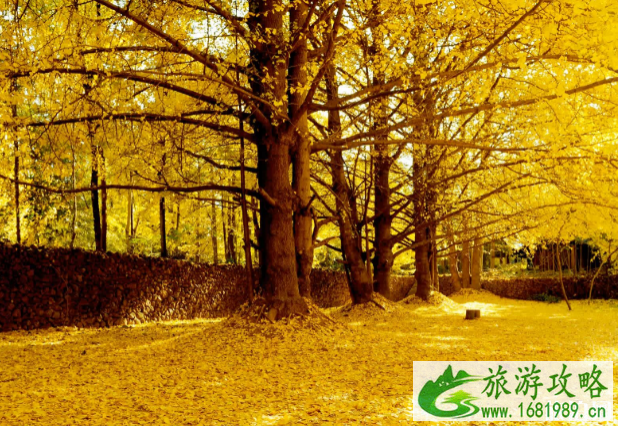 腾冲银杏村景点介绍及又游玩攻略 腾冲银杏村景点介绍及又游玩攻略