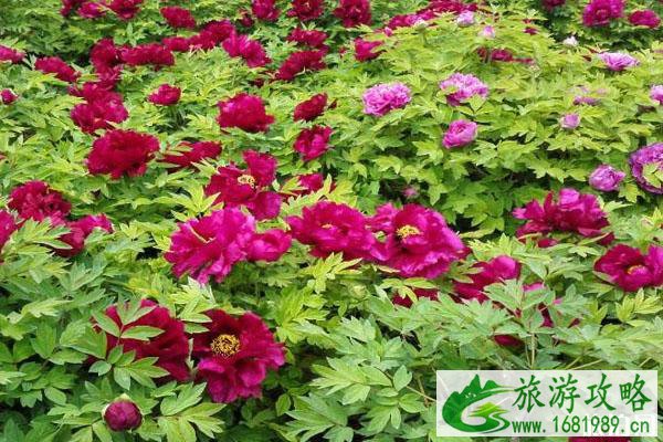 中国国花园开放时间 游玩指南 中国国花园开放时间 游玩指南