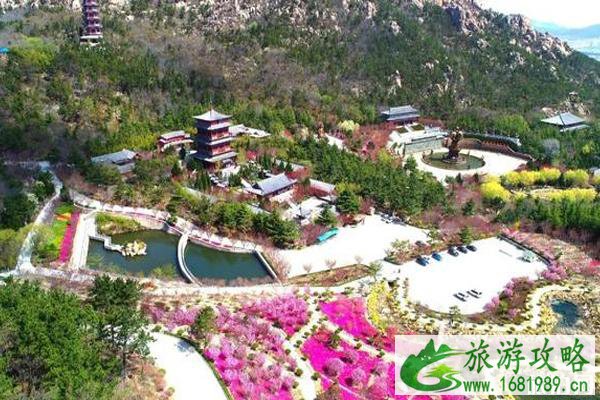 荣成樱花什么时候开 2020荣成樱花嘉年华活动攻略