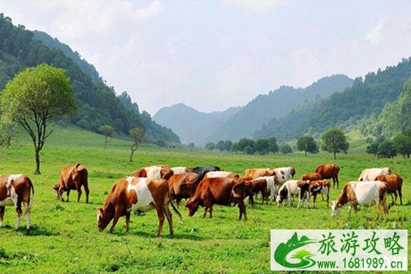 关山牧场几月份去合适 景区介绍