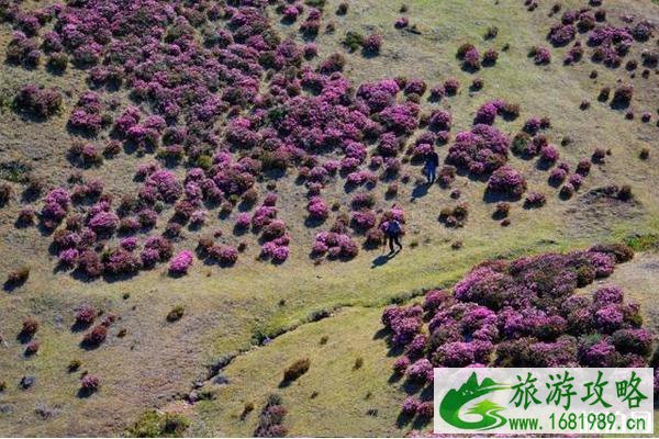 2020马鹿塘杜鹃花景区门票 马鹿塘杜鹃花景区攻略