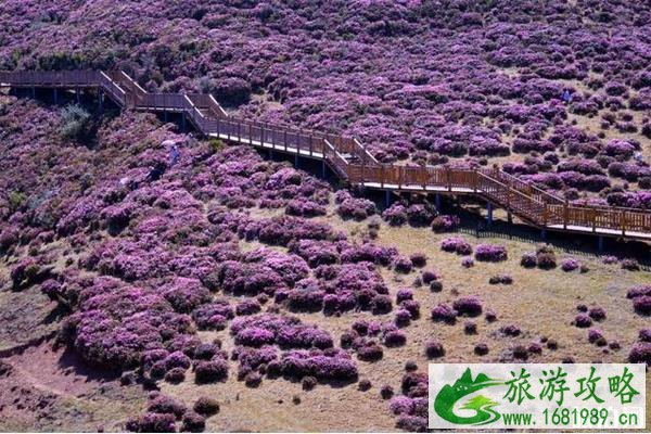 2020马鹿塘杜鹃花景区门票 马鹿塘杜鹃花景区攻略