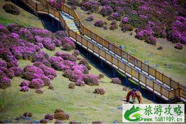 2020马鹿塘杜鹃花景区门票 马鹿塘杜鹃花景区攻略