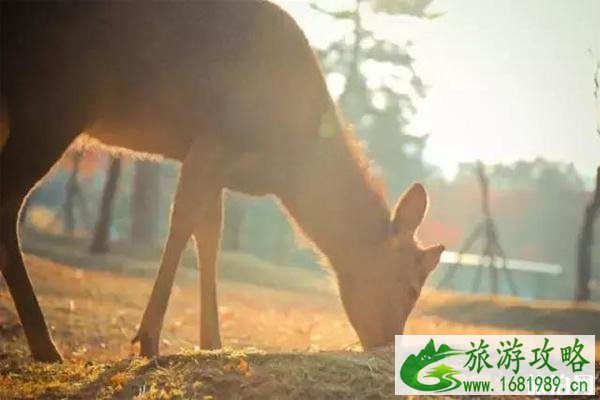 怎么去奈良喂鹿的公园