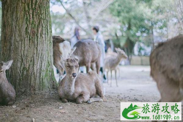 怎么去奈良喂鹿的公园