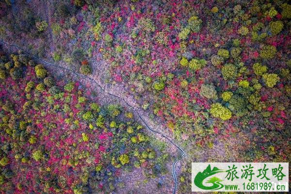 笔架山杜鹃花什么时候开和观赏攻略