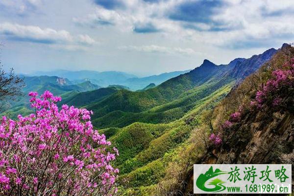 2020喇叭沟门杜鹃花什么时候开和观赏攻略