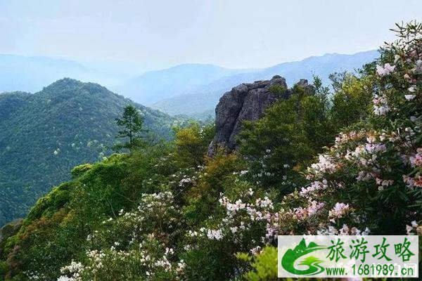 2020朱雀国家森林公园预约方式 朱雀国家森林公园怎么样 2020朱雀国家森林公园预约方式 朱雀国家森林公园怎么样