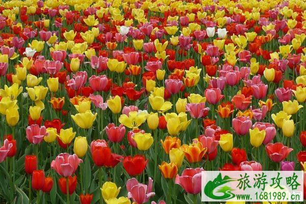 北京国际鲜花港停车场哪个门 停车费多少钱 北京国际鲜花港停车场哪个门 停车费多少钱