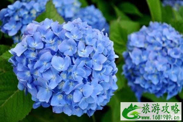 日本紫阳花开花时间2020 日本紫阳花在哪里看