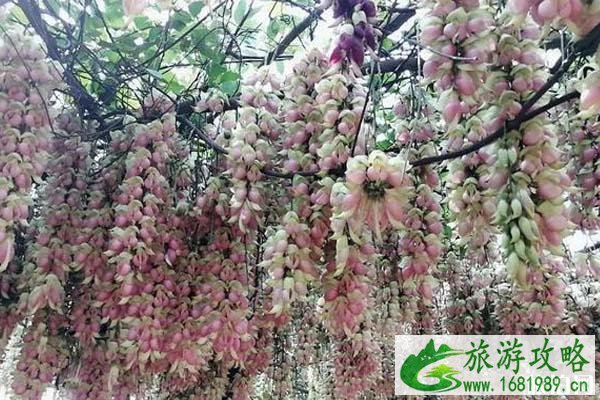 清远哪里看禾雀花