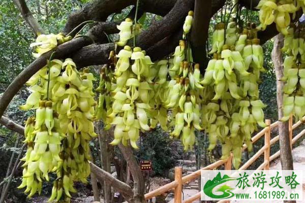 清远哪里看禾雀花
