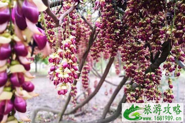 清远哪里看禾雀花