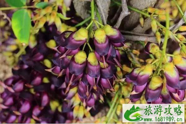 清远哪里看禾雀花
