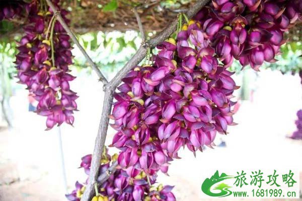 清远哪里看禾雀花
