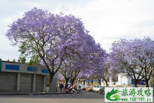 2020西昌蓝花楹开花时间 西昌蓝花楹在哪条街可以看