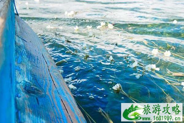2020泸沽湖水性杨花什么时候开花