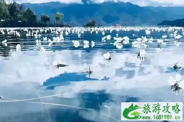 2020泸沽湖水性杨花什么时候开花