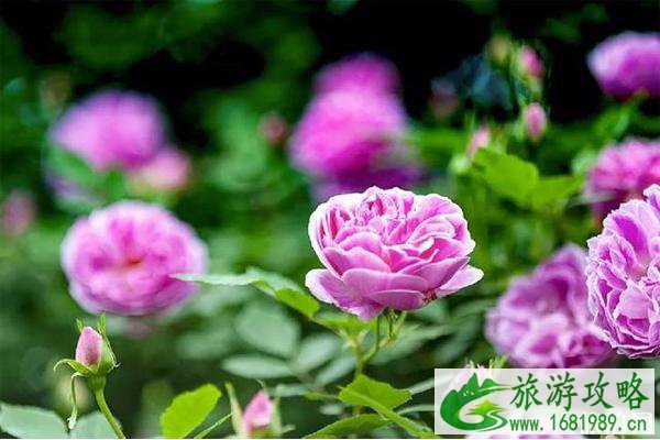 北培金果园蔷薇什么时候开 北培金果园怎么走和门票多少钱