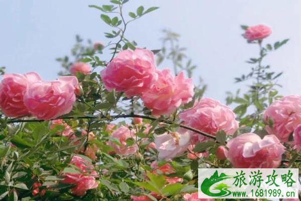 北培金果园蔷薇什么时候开 北培金果园怎么走和门票多少钱