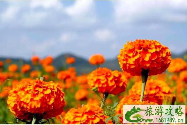 2020合浦醉美花海旅游文化节时间和地点和活动介绍