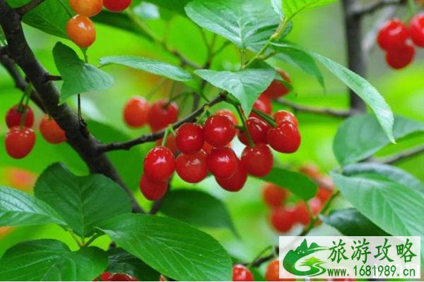 云雾山樱桃几月成熟 2020云雾山樱桃采摘区域及交通指南 云雾山樱桃几月成熟 2020云雾山樱桃采摘区域及交通指南