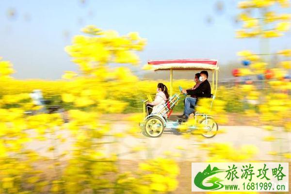 2020沭阳油菜花海旅游节交通管制-停车位置-公交路线
