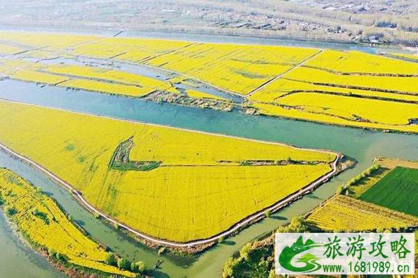 2020沭阳油菜花海旅游节交通管制-停车位置-公交路线