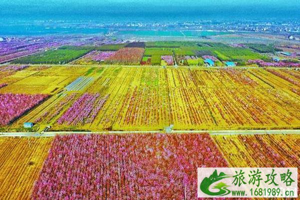 2020沭阳油菜花海旅游节交通管制-停车位置-公交路线