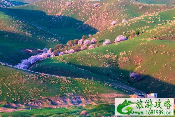 去伊犁最佳旅游季节 去伊犁旅游有哪些好景点 去伊犁最佳旅游季节 去伊犁旅游有哪些好景点