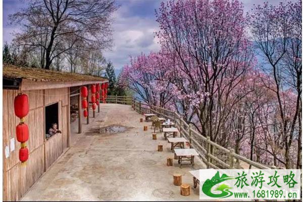 2020九皇山辛夷花节门票价格-是什么时候-活动介绍