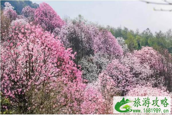 2020九皇山辛夷花节门票价格-是什么时候-活动介绍