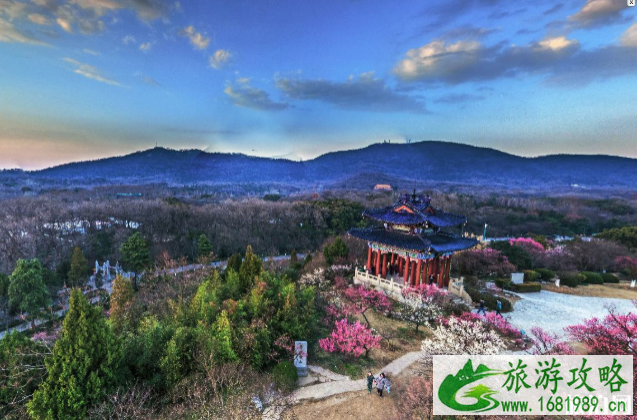 2020南京玄武湖樱花直播时间及地点 2020南京玄武湖樱花直播时间及地点