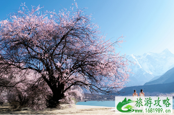 2020林芝桃花云春游活动时间及花期